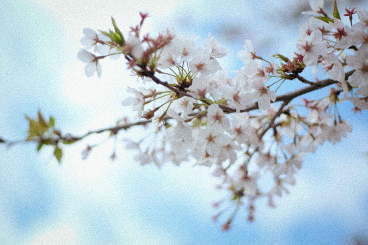 Collection Ultrafin Cachemire & Laine - Studio cashmere8